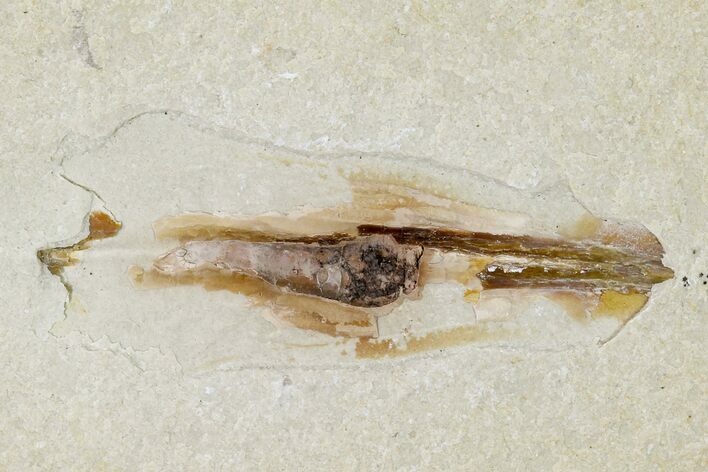 Cretaceous, Soft Bodied Cephalopod Fossil - Lebanon #162761